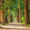 avenue, trees, tree lined-2215317.jpg